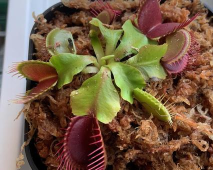 食虫植物 ハエトリソウ 食虫植物 ハエトリソウ 緑,園芸,趣味の写真素材