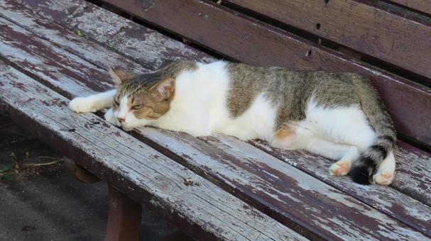 ベンチの上で夕涼みしているもふもふな猫 ベンチの上で夕涼みしているもふもふな猫の写真