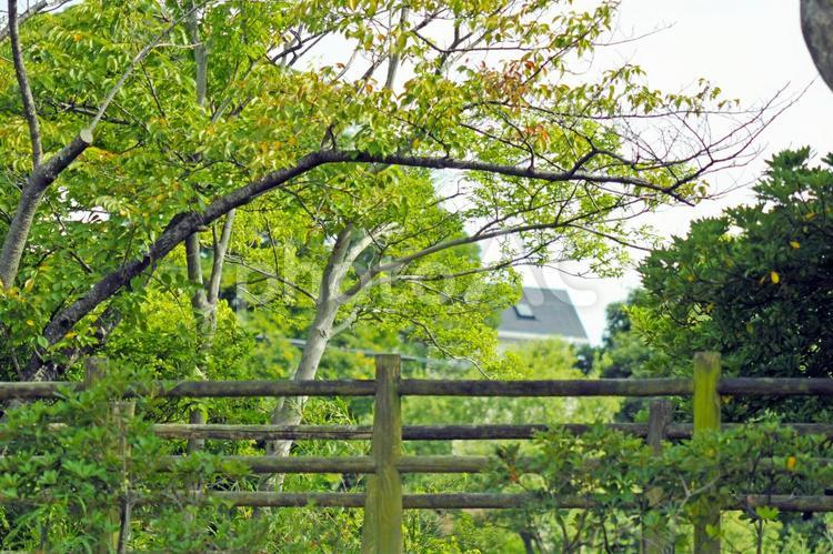 樹木 木,野山,フレッシュの写真素材