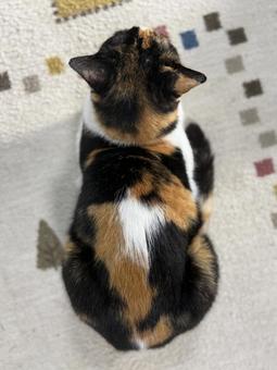Photo, san mao cat, cat, back, 