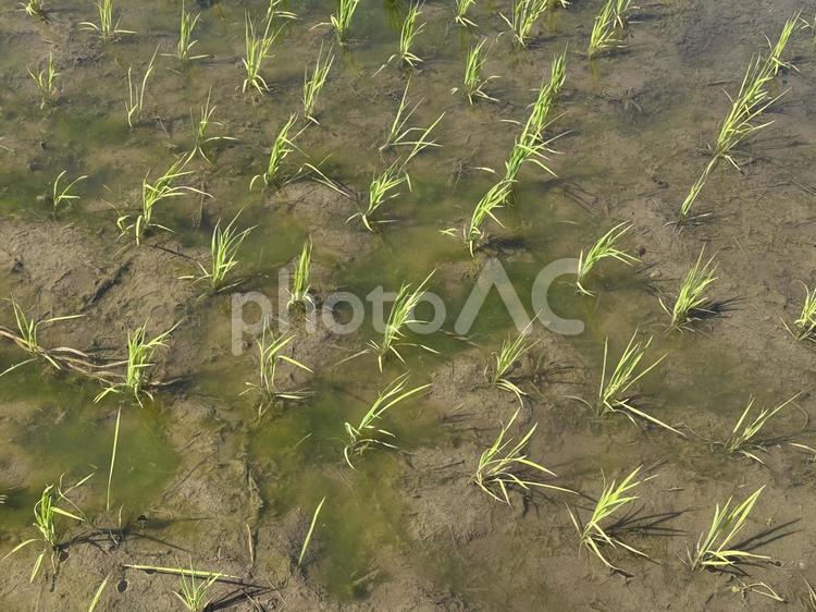初夏の信州の田んぼの様子 水田,田んぼ,稲の写真素材