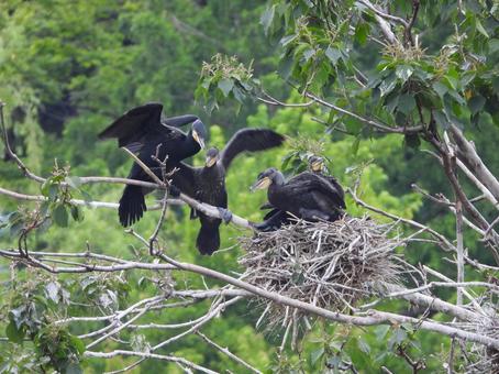 元気なカワウの雛、初夏の不忍池風景の写真