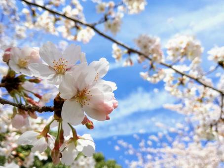 青空に映える桜の花 青空に映える桜の花の写真