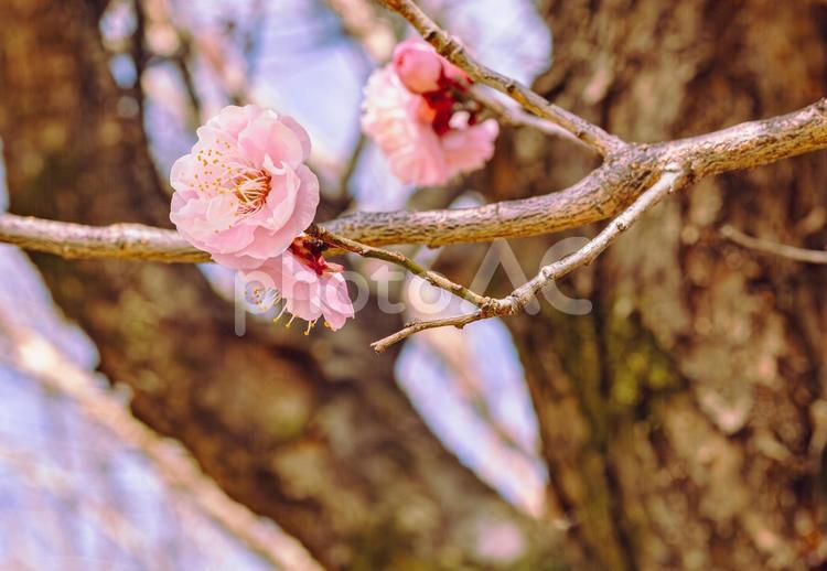 本庄運動公園　梅の花4ｰ25 本庄運動公園,梅,梅花の写真素材