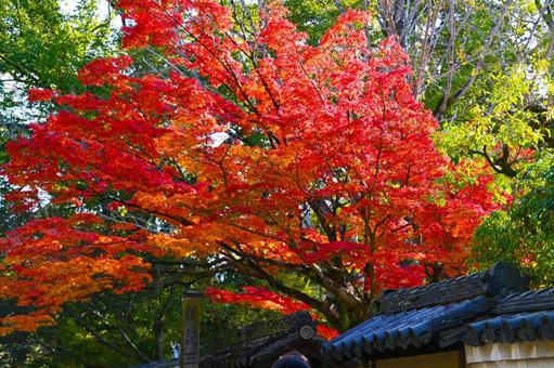  菩提院大御堂の紅葉風景 菩提院大御堂,十三鐘,三条通りの写真素材