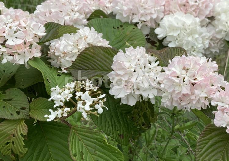 オオデマリ、蕾の時にかじられてると花が オオデマリ,開花,ボンボンの写真素材