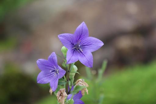 紫色の花びらの桔梗の花のアップ 紫色,花びら,桔梗の写真素材