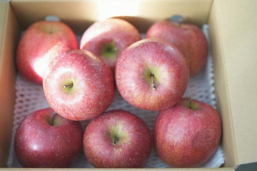 段ボール箱に入った赤リンゴ（たくさん） リンゴ,たくさん,箱詰めの写真素材