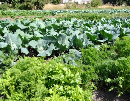 野菜畑 12 野菜畑 12の写真