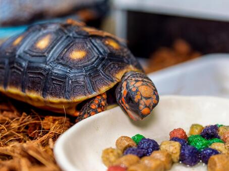 餌を食べるアカアシガメ アカアシガメ,リクガメ,カメの写真素材