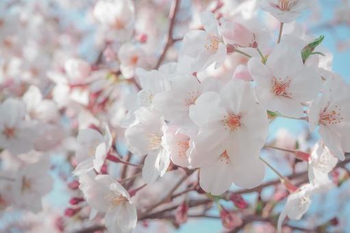 桜 桜の写真