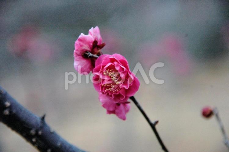立春の秦野市戸川の紅梅 立春,冬景色,秦野戸川公園の写真素材