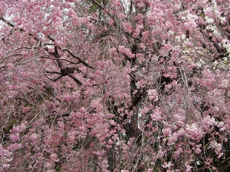 Photo, flower, pink, landscape, 