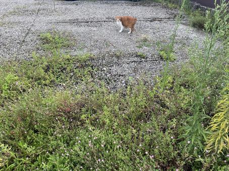 Stray cat on alert, JPG