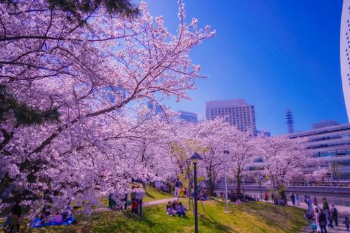 横浜みなとみらいの桜並木と人々 横浜みなとみらいの桜並木と人々 桜,桜並木,木の写真素材