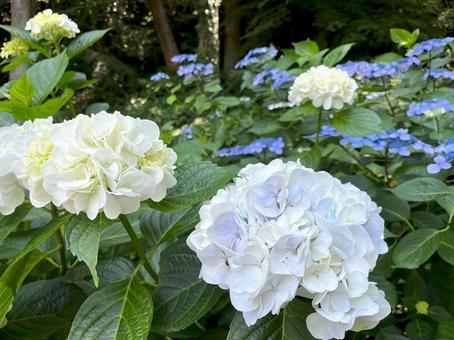 Photo, hydrangea, full bloom, shade, 