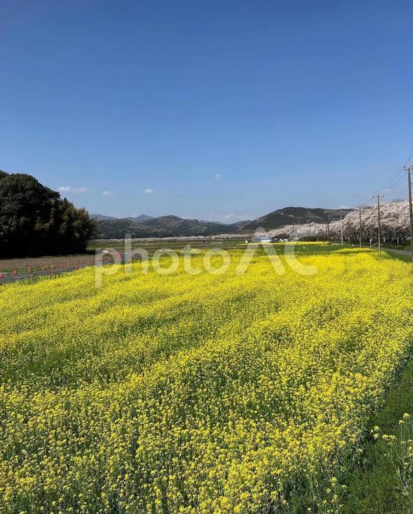 菜の花と桜 桜と菜の花,黄色い,ピンクと黄色の写真素材