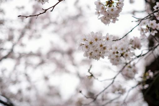 Cherry blossoms at Bessho Numa Park, JPG