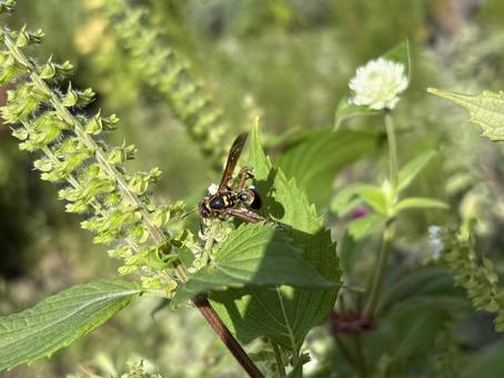 青じその花とコアシナガバチ 01 青じその花とコアシナガバチ 01の写真