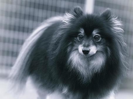 Pomeranian close up, JPG Pomeranian close up, JPG