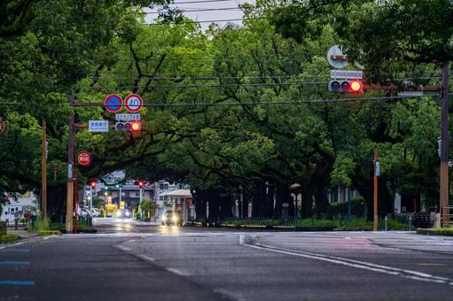 早朝の県庁楠並木通り 早朝の県庁楠並木通り 街並み,町並み,都市の写真素材