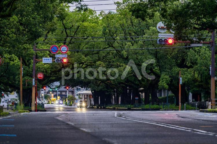 早朝の県庁楠並木通り 街並み,町並み,都市の写真素材