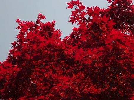 Red maple tree, JPG Red maple tree, JPG