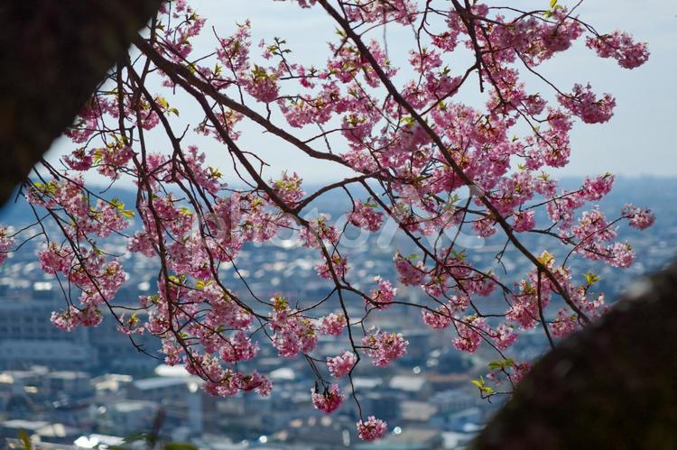 枝の隙間から見える桜と街なみ 春,桜,菜の花の写真素材