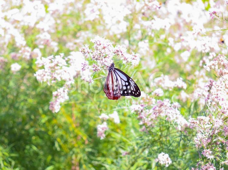 アサギマダラとフジバカマ 花,自然,景色の写真素材