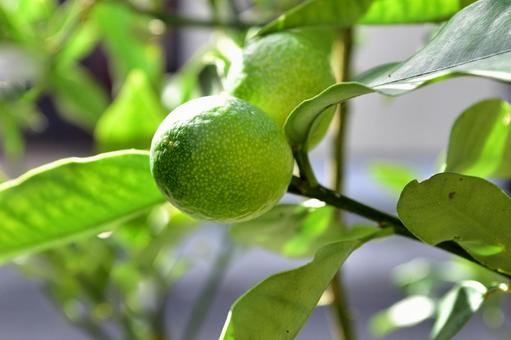 ユズの実 ユズ,実,フルーツの写真素材