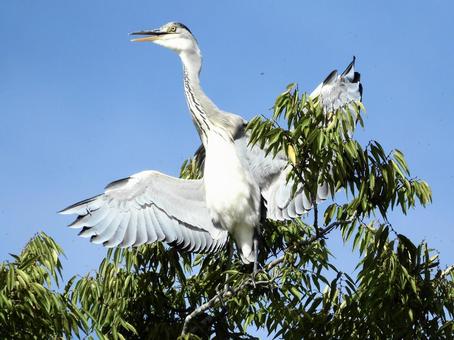 高い木の上で羽を広げるアオサギ 高い木の上で羽を広げるアオサギ 鳥,野鳥,アオサギの写真素材