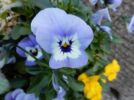 【花の写真】ピオラ ビオラ,三色菫,植物の写真素材