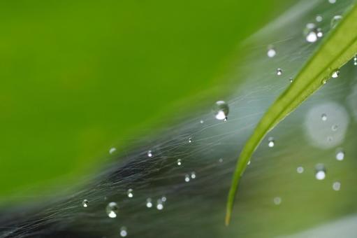 Spider web and water drops, JPG