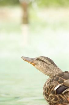 Mallard, JPG Mallard, JPG