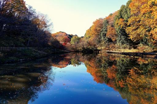 公園の紅葉2 公園の紅葉2 紅葉,秋,自然の写真素材