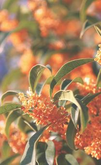 金木犀 金木犀 金木犀,秋,花の写真素材