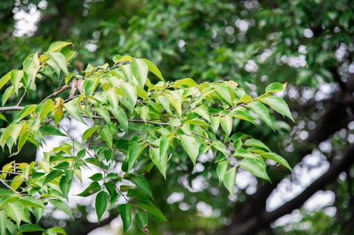 鮮やかな緑の葉 鮮やかな緑の葉 自然,木,葉っぱの写真素材