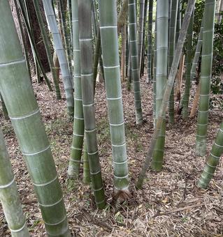 竹 植物,自然,竹林の写真素材