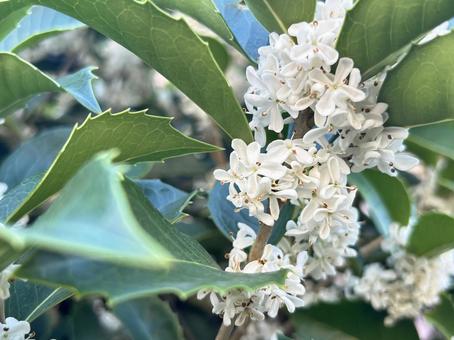 ギンモクセイ ギンモクセイ,花,植物の写真素材