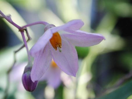 ルリヤナギ・瑠璃柳　クローズアップ 草花,散房花序状,花冠の写真素材