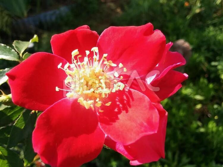 花　ローサウィクライアナ　テリハノイバラ　てりはのいばら　照葉野茨　ノバラ　のばら　野薔薇　　薔薇　ばら　バラ　ローズ　素朴な愛　10 夏,ローサウィクライアナ,テリハノイバラの写真素材