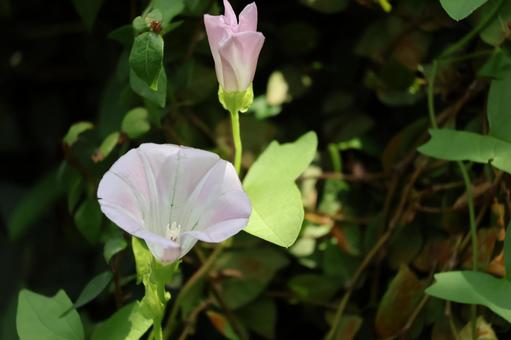 野生のヒルガオの花のアップ 野生のヒルガオの花のアップの写真