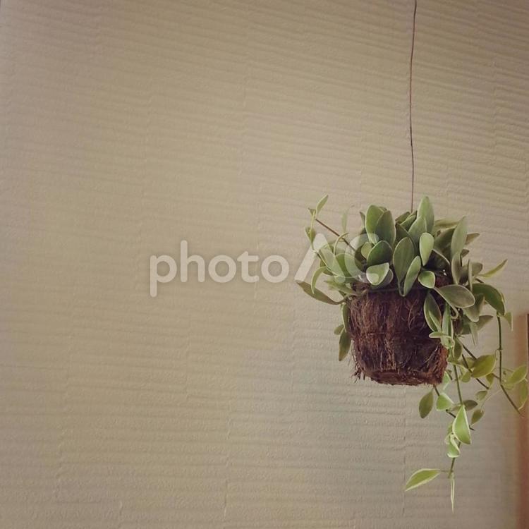 ディスキディア ディスキディア,ハンギング,グリーンの写真素材