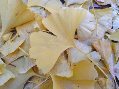 落ち葉のじゅうたん_16 落ち葉,イチョウ,黄葉の写真素材