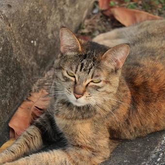 公園ネコ 沖縄県 那覇市 公園ネコ 沖縄県 那覇市 ネコ,ねこ,かいねこの写真素材