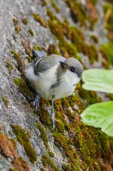 シジュウカラの若鳥⒃ シジュウカラの若鳥⒃ 野鳥,鳥,シジュウカラの写真素材