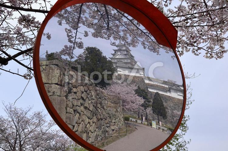姫路城と満開の桜49 姫路城,満開,桜の写真素材