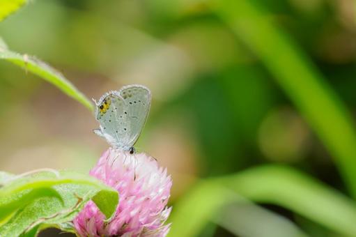 Photo, butterfly, short-tailed blue, insect, 
