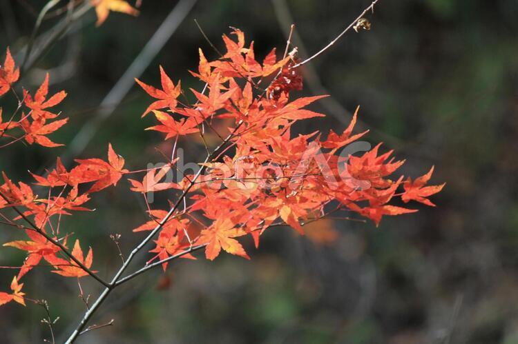 晩秋の紅葉の景色　４ 秋,紅葉,葉の写真素材