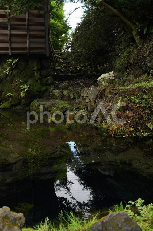 静寂に包まれた庭園の池 忍野八海,忍野村,池の写真素材